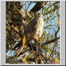 Falco tinnunculus - Turmfalke jung 02.jpg